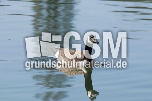 Kanadagans (2 von 15).jpg